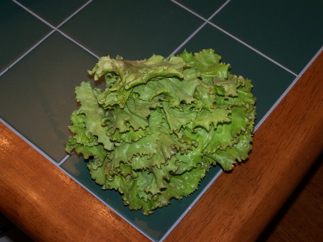 Green Leaf Lettuce