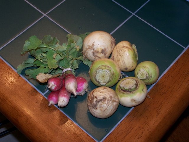 Radishes and Turnips