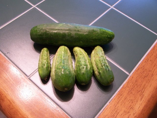 Cucumbers