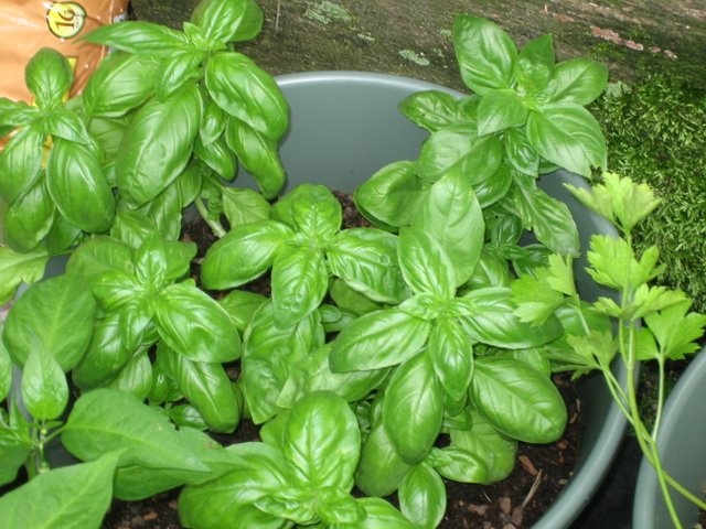 Basil