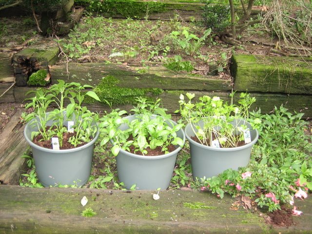 All three pots