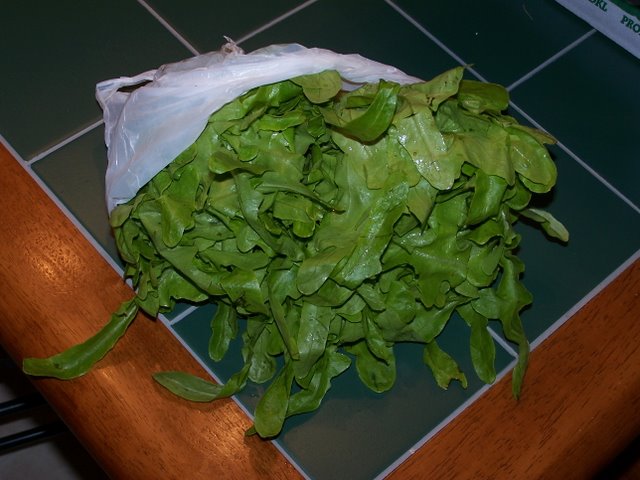 Oak Leaf Lettuce