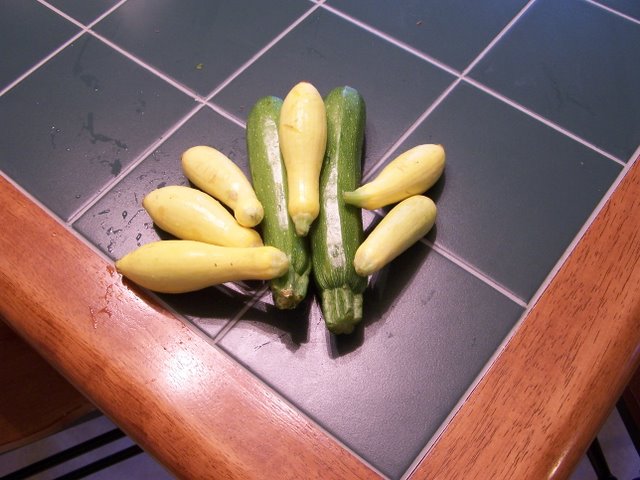 Squash and Zucchini