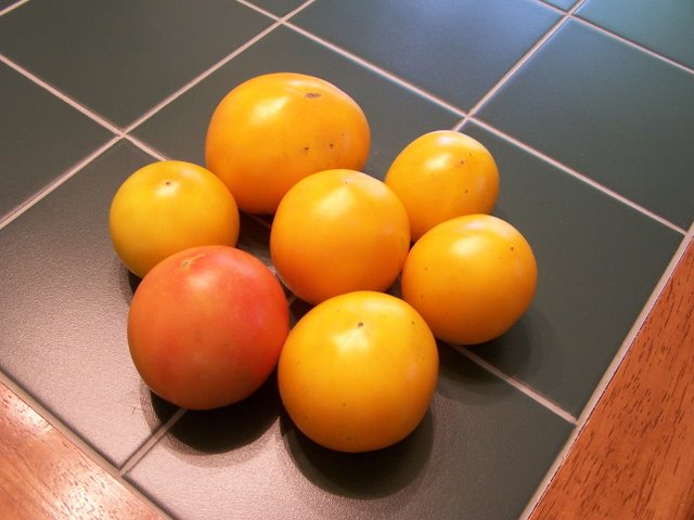 Yellow Tomatoes