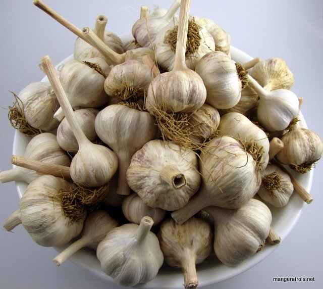 Garlic