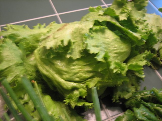 Leaf Lettuce