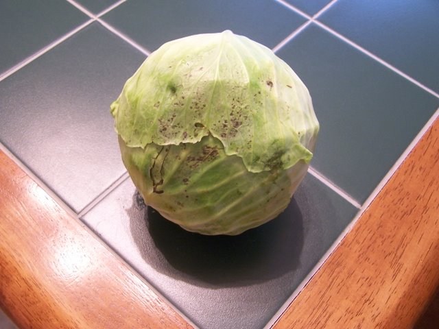 Cabbage