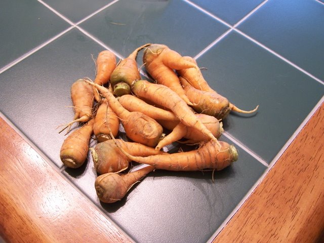 Carrots